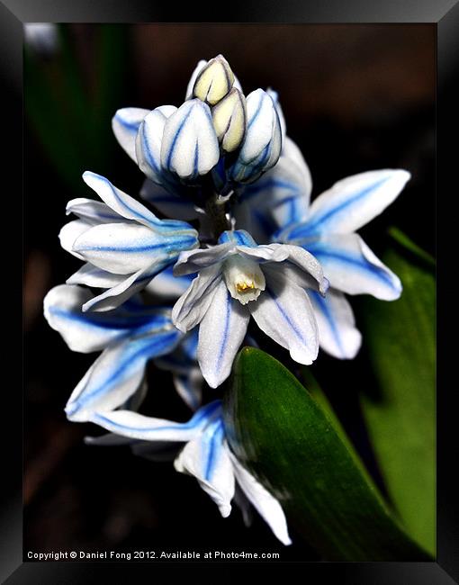Blue and white flower in spring Framed Print by Daniel Fong