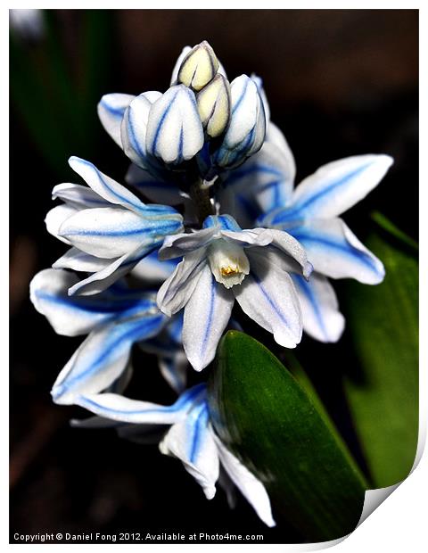 Blue and white flower in spring Print by Daniel Fong