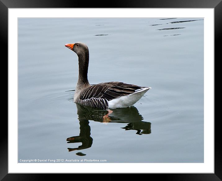 Goose Framed Mounted Print by Daniel Fong