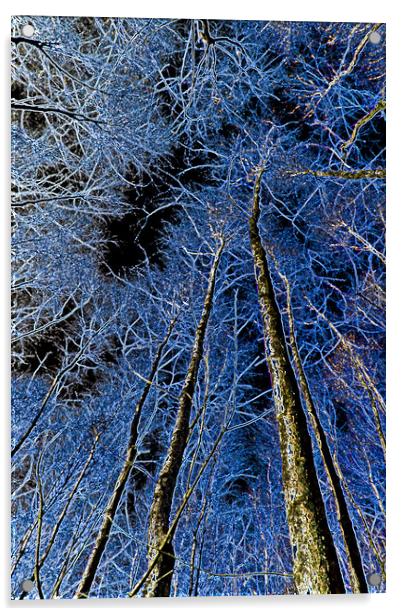 Forest art Acrylic by David Pyatt
