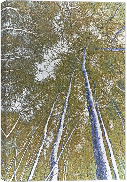 Forest art Canvas Print by David Pyatt