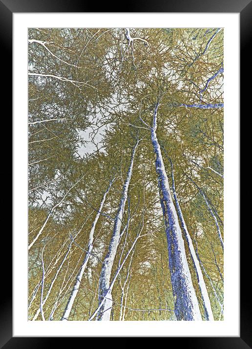 Forest art Framed Mounted Print by David Pyatt