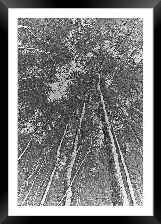 Forest art Framed Mounted Print by David Pyatt