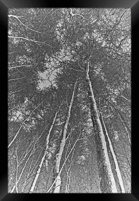 Forest art Framed Print by David Pyatt