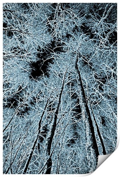 Forest art Print by David Pyatt