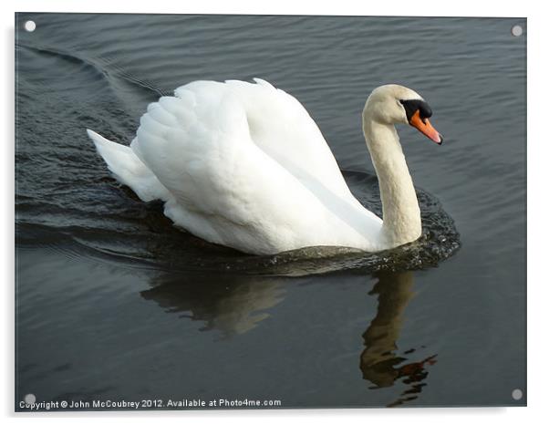 White Mute Swan Acrylic by John McCoubrey