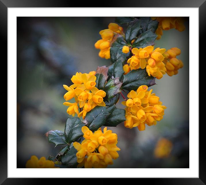 yellow blossom Framed Mounted Print by sue davies