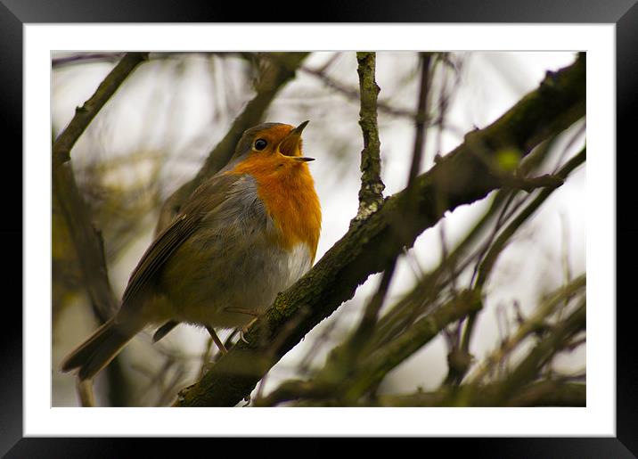 Robin Framed Mounted Print by keith sutton