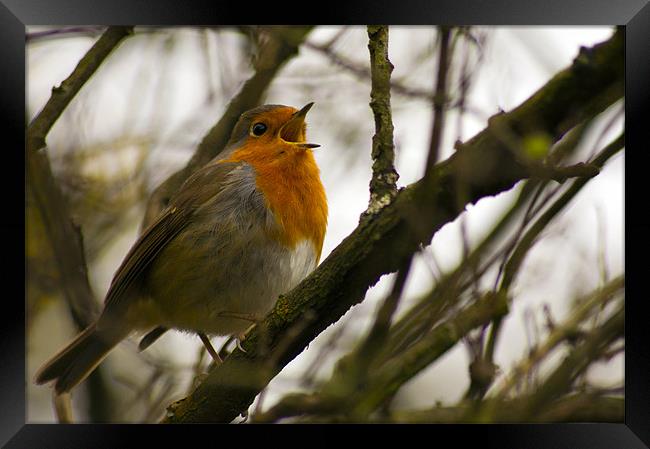 Robin Framed Print by keith sutton