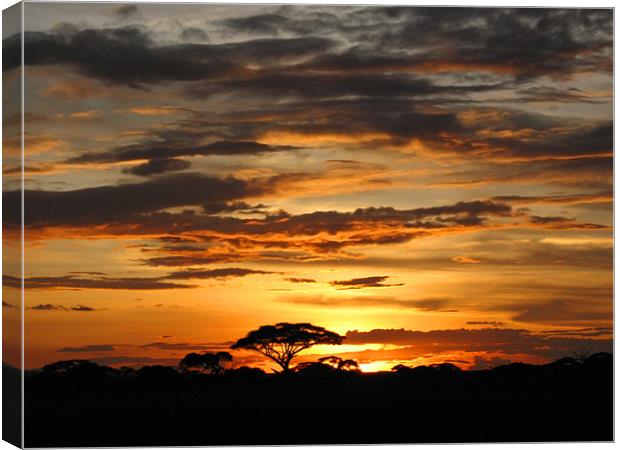 African Sunset Canvas Print by Jacqi Elmslie