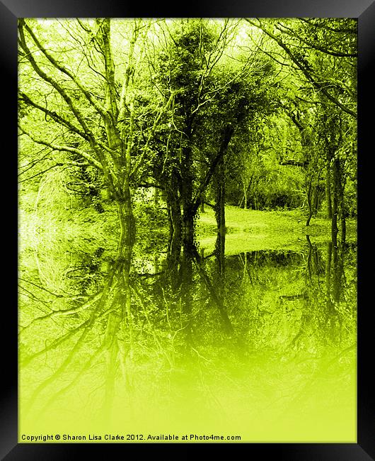 Lime Trees Framed Print by Sharon Lisa Clarke