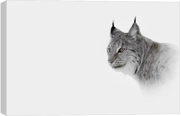 Hi Key Lynx Canvas Print by Natures' Canvas: Wall Art  & Prints by Andy Astbury
