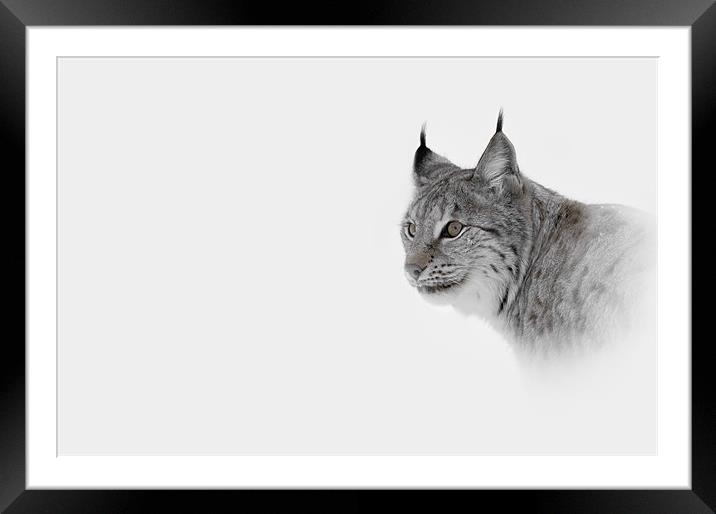 Hi Key Lynx Framed Mounted Print by Natures' Canvas: Wall Art  & Prints by Andy Astbury
