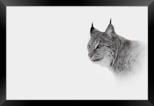 Hi Key Lynx Framed Print by Natures' Canvas: Wall Art  & Prints by Andy Astbury