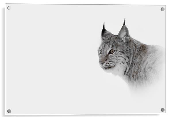 Hi Key Lynx Acrylic by Natures' Canvas: Wall Art  & Prints by Andy Astbury