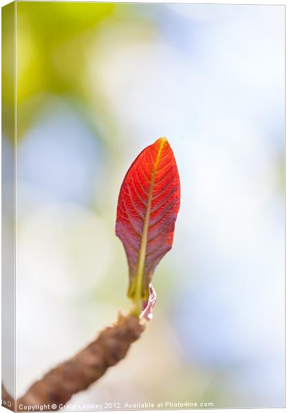 single red leaf in sunshine Canvas Print by Craig Lapsley
