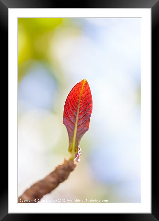 single red leaf in sunshine Framed Mounted Print by Craig Lapsley