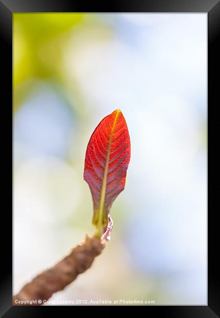 single red leaf in sunshine Framed Print by Craig Lapsley