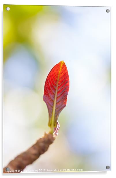 single red leaf in sunshine Acrylic by Craig Lapsley