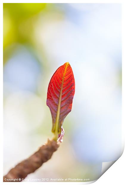 single red leaf in sunshine Print by Craig Lapsley