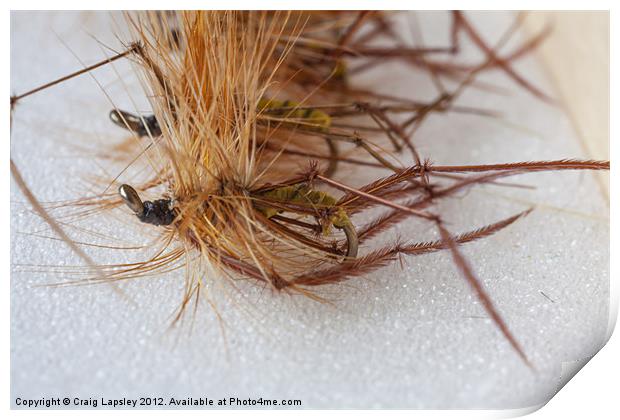 trout fly daddy long legs Print by Craig Lapsley