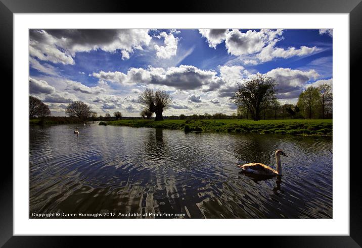 Swans On The Stour Framed Mounted Print by Darren Burroughs