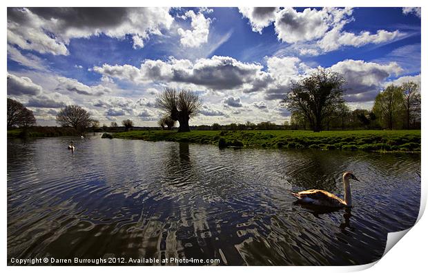 Swans On The Stour Print by Darren Burroughs