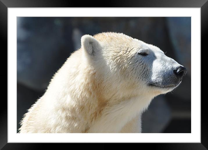 Proud Polar Framed Mounted Print by Andie Weston