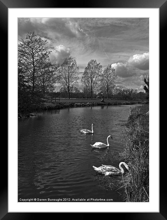 Swans On The Stour Framed Mounted Print by Darren Burroughs