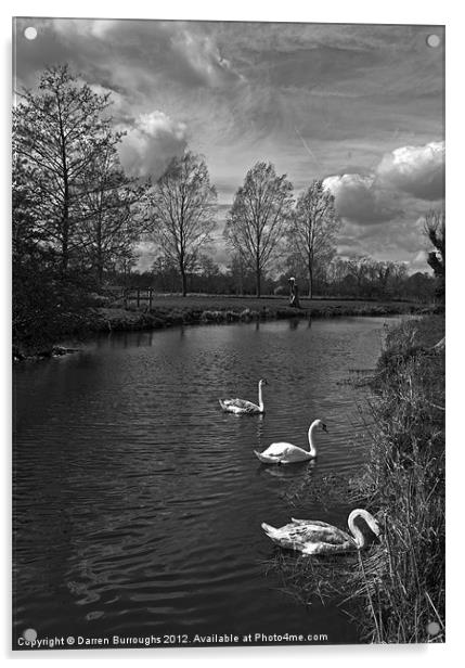 Swans On The Stour Acrylic by Darren Burroughs