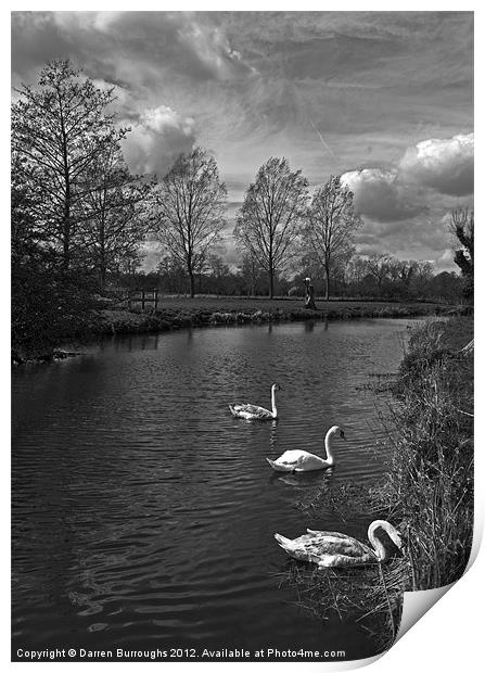 Swans On The Stour Print by Darren Burroughs