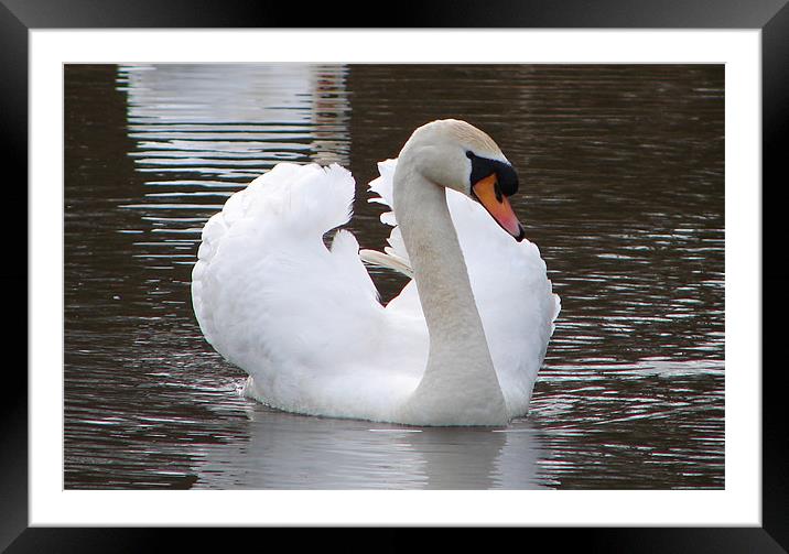 Swan on Parade Framed Mounted Print by Bekie Spark