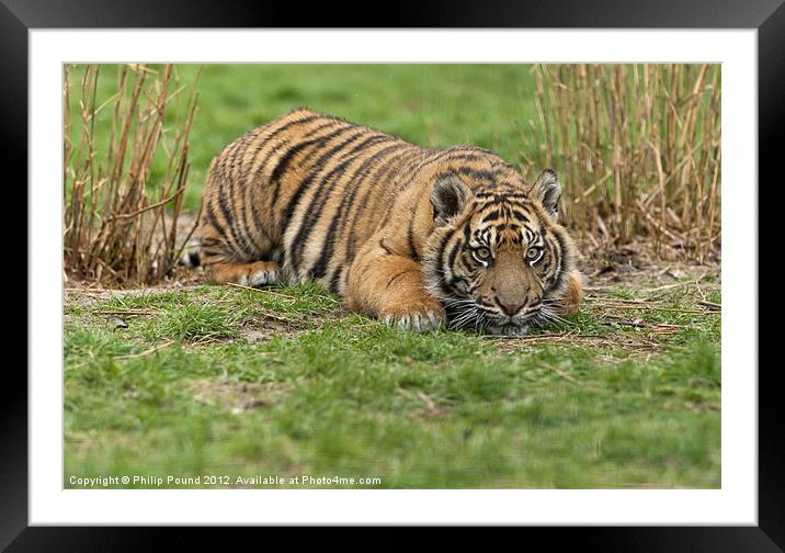 Tiger Cub Framed Mounted Print by Philip Pound