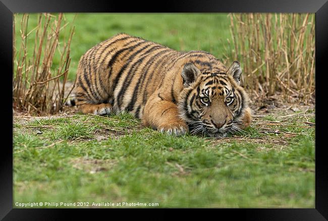 Tiger Cub Framed Print by Philip Pound