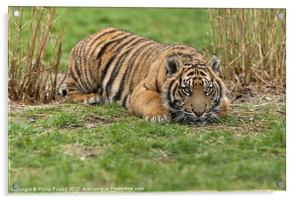 Tiger Cub Acrylic by Philip Pound