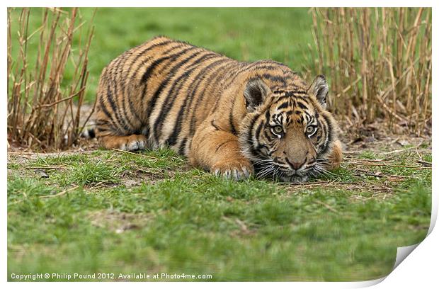 Tiger Cub Print by Philip Pound