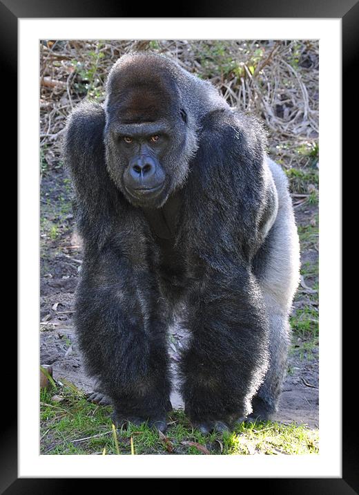 Silverback gorilla Framed Mounted Print by Andie Weston