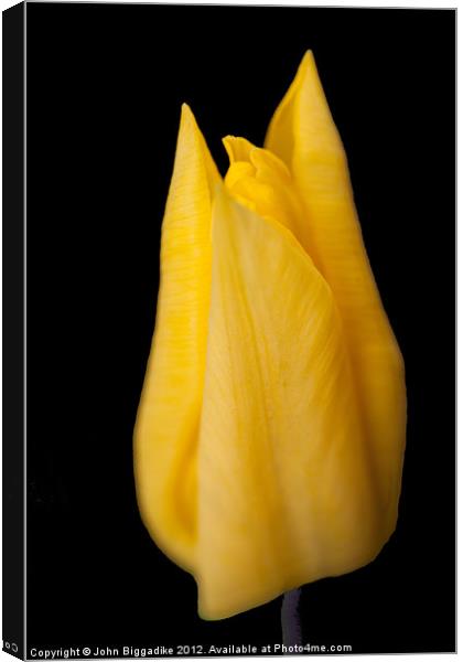 Yellow Tulip Canvas Print by John Biggadike