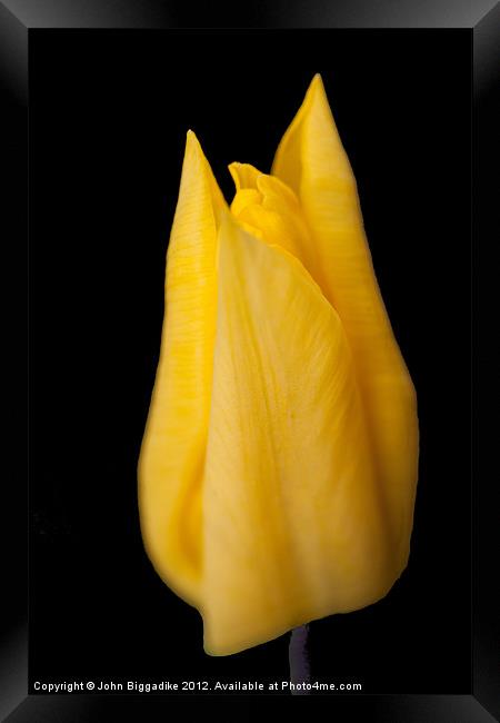 Yellow Tulip Framed Print by John Biggadike