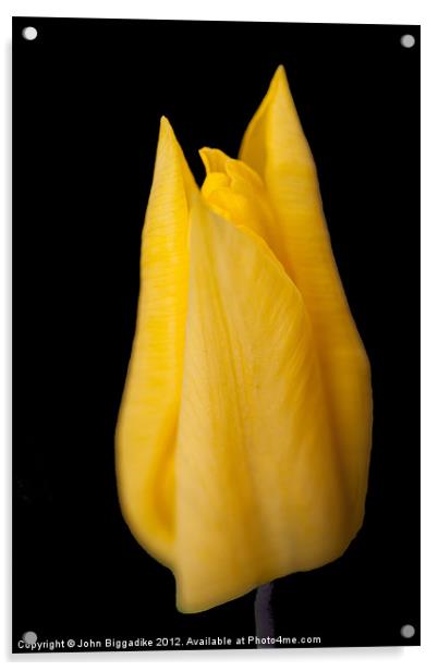 Yellow Tulip Acrylic by John Biggadike