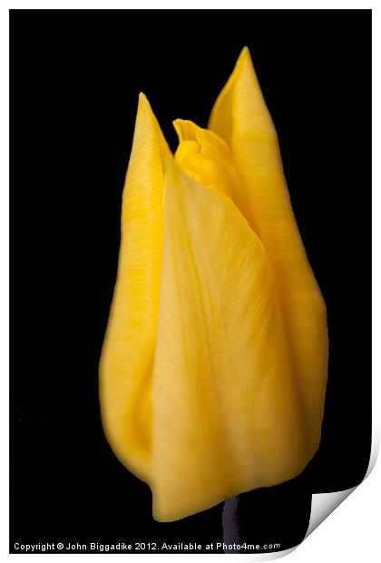 Yellow Tulip Print by John Biggadike