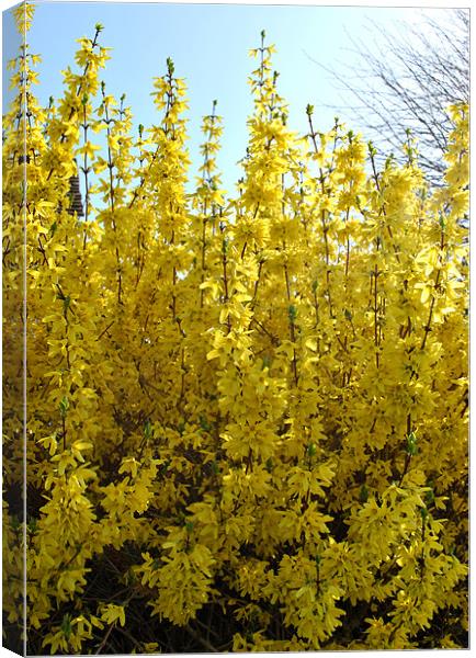 Forsythia Canvas Print by graham young