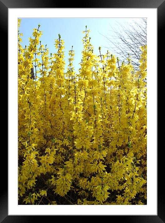 Forsythia Framed Mounted Print by graham young