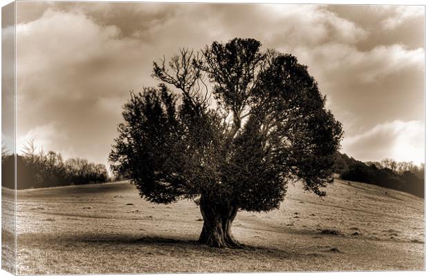 Lone Yew Tree Canvas Print by Dean Messenger