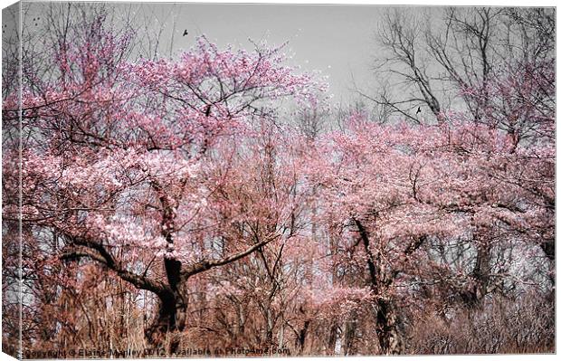  Spring Cherry Blossom Trees Flowers  Canvas Print by Elaine Manley