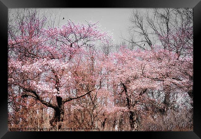  Spring Cherry Blossom Trees Flowers  Framed Print by Elaine Manley