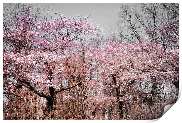  Spring Cherry Blossom Trees Flowers  Print by Elaine Manley