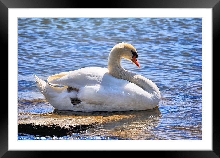 Lovely Mute Swan Framed Mounted Print by Elaine Manley