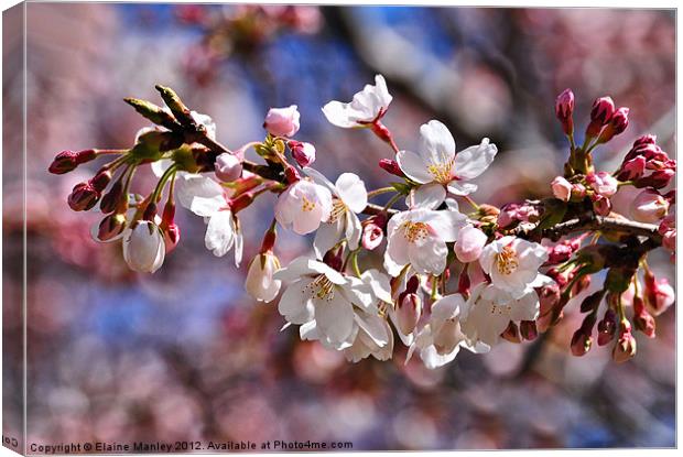 Spring Cherry Blossoms Flower  Canvas Print by Elaine Manley