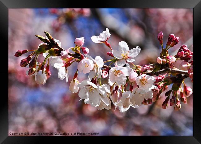  Spring Cherry Blossoms Flower  Framed Print by Elaine Manley